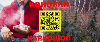 сатива Кузнецк